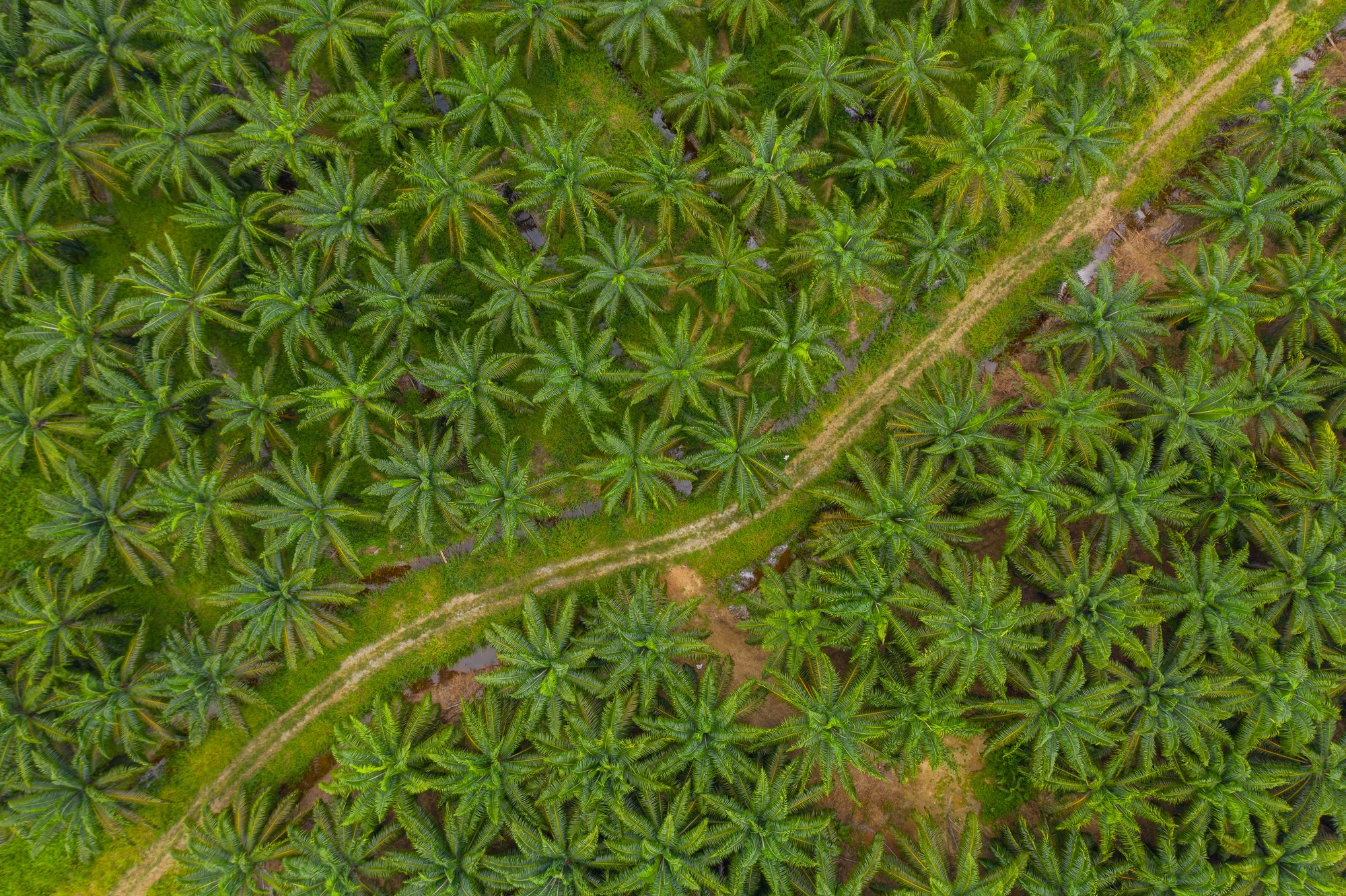 Who Pays For The Smoke: Peat Fires, Palm Oil, And The Real Cost Of Clearing Land